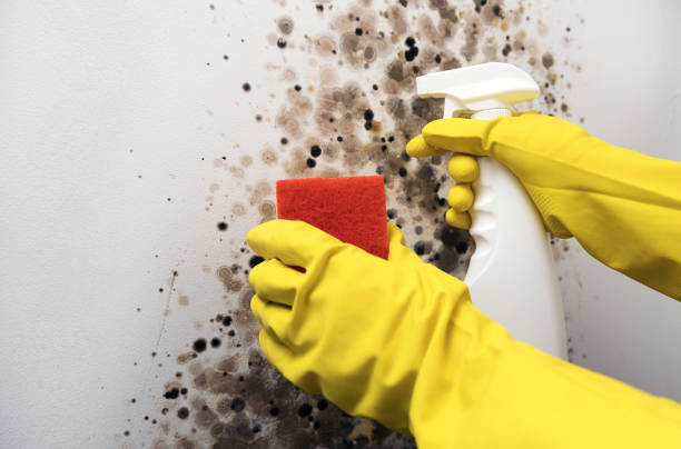 Best Black Mold Removal  in Farragut, TN