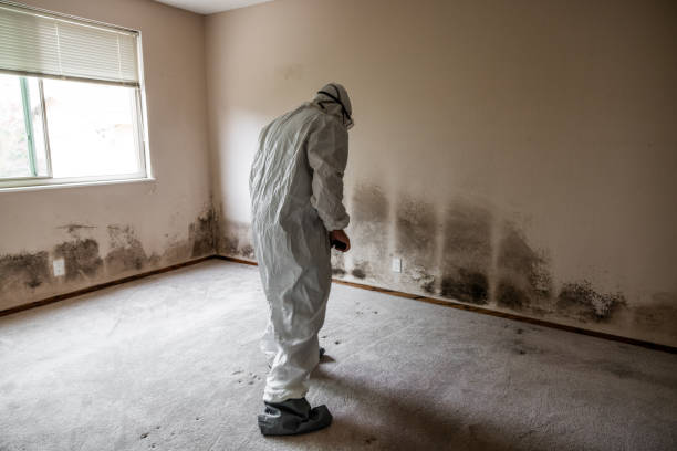 Best Attic Mold Removal  in Farragut, TN