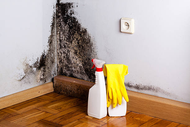 Best Residential Mold Removal  in Farragut, TN